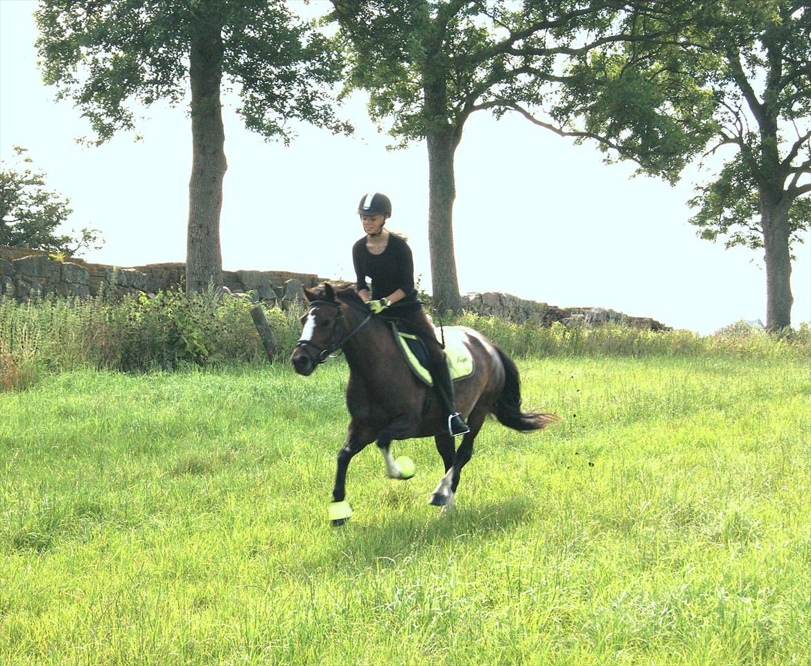 Welsh Pony (sec B) Søborggårds Romance *part* :D <3 - Lidt sjov skal der vel være! xD Fordi man ikke kan andet end at elske dig! <3 billede 18