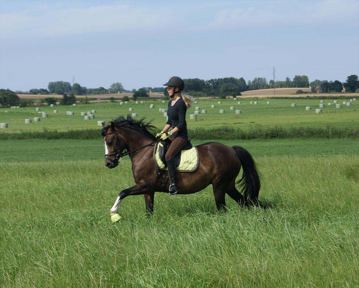 Welsh Pony (sec B) Søborggårds Romance *part* :D <3 - Dressur i terrænet! :D Fordi man ikke kan andet end at elske dig! <3 billede 9