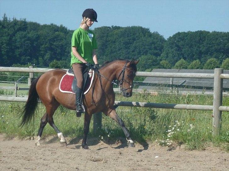 Anden særlig race Quick Brown Lady Z <3 - Mig og Z på ridelejr 2011 - Dressurundervisning :) <3 (Foto: Cecilie) billede 12