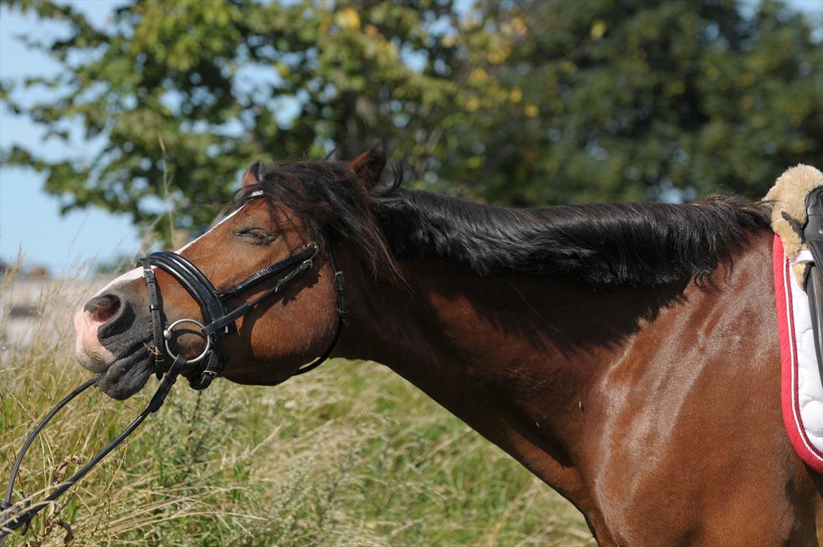Welsh Cob (sec D) Fjordglimt Mr. Kennedy  - Dejlige dreng :-) billede 12