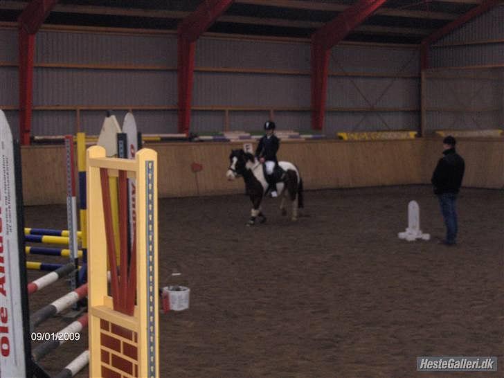 Anden særlig race Stormy | SOLGT | billede 17