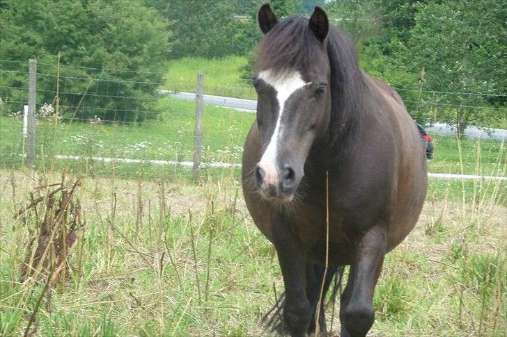 Welsh Pony (sec B) Rocky <3 - Bassen på græs!:D billede 4