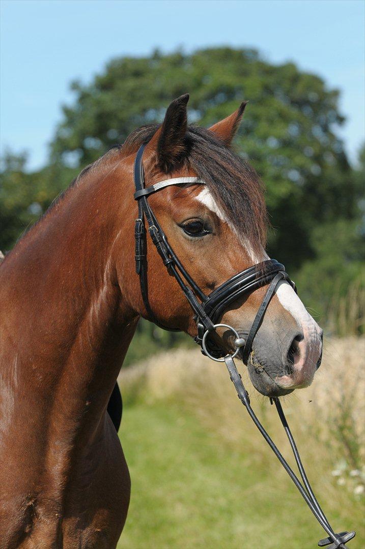 Welsh Cob (sec D) Fjordglimt Mr. Kennedy  - Hej og velkommen til Kennedys profil :-)  billede 1