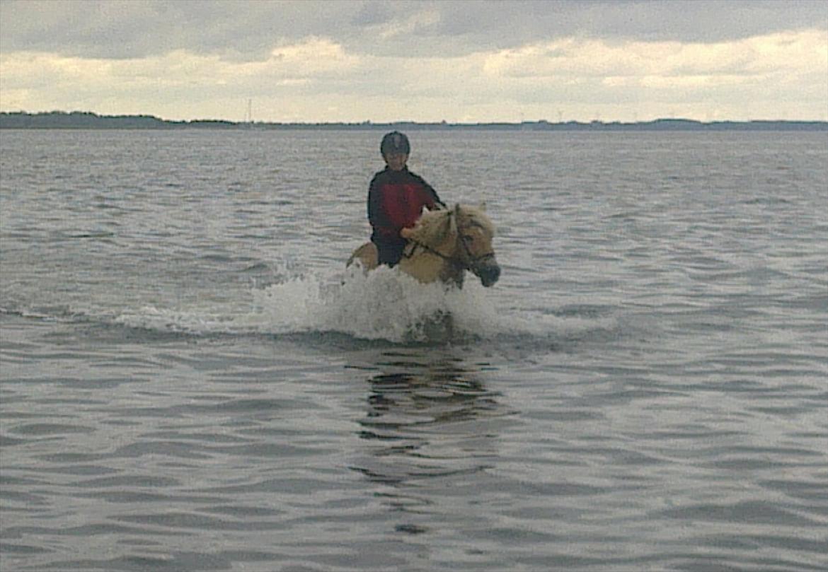 Anden særlig race Safran - Ulbjerg strand. <3  billede 8