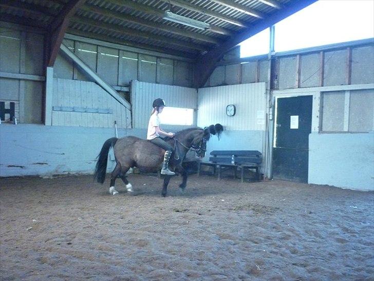 Welsh Pony (sec B) Rocky <3 - Dressur på den gode dreng! ;)  billede 5