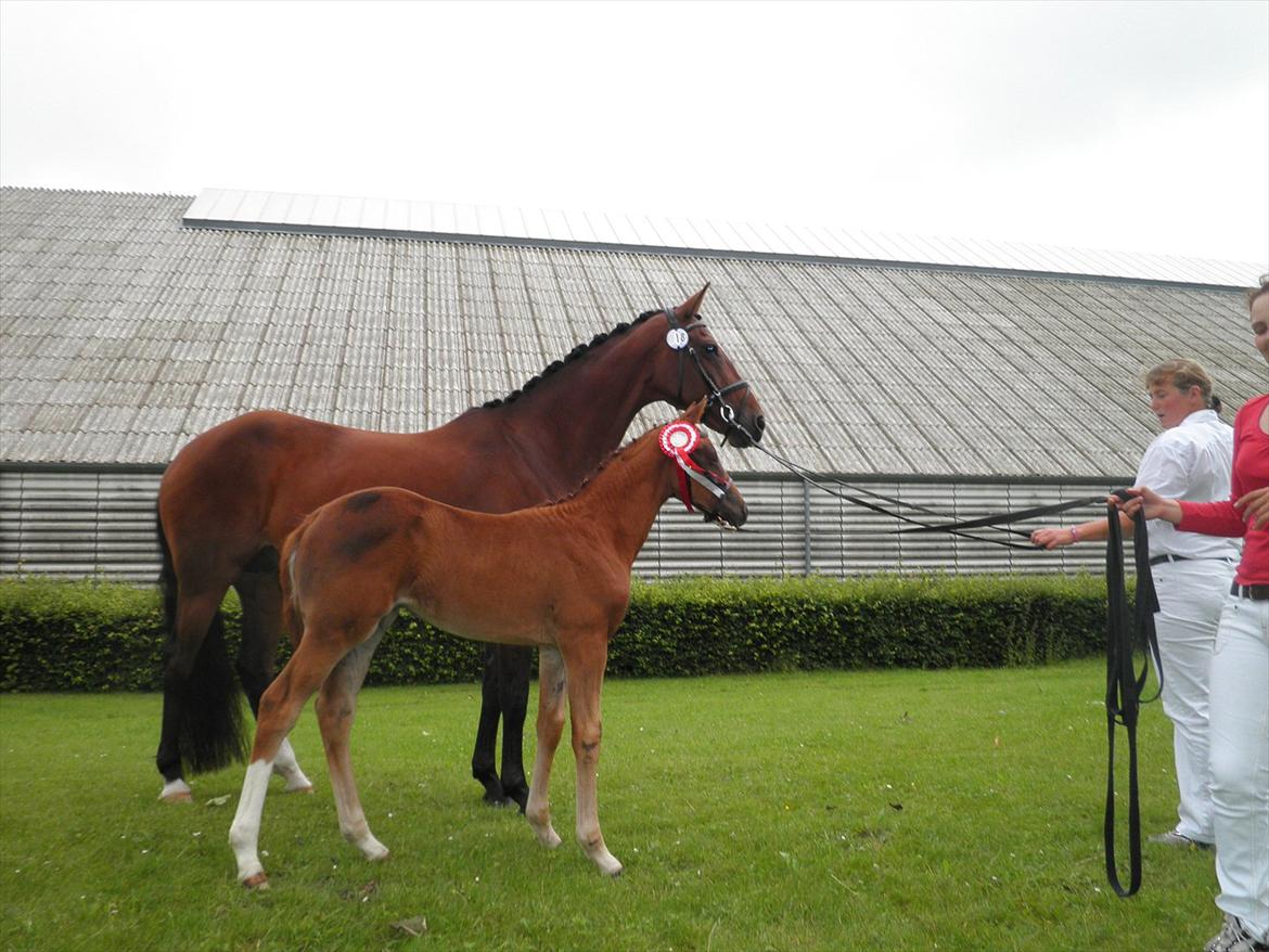 Dansk Varmblod Don-Vicardia billede 13