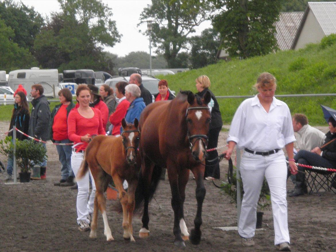 Dansk Varmblod Don-Vicardia billede 14