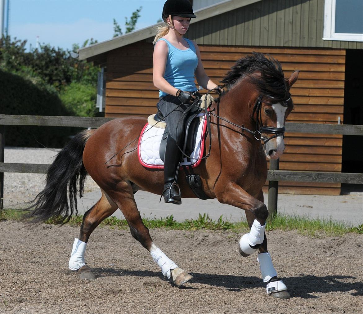 Welsh Cob (sec D) Fjordglimt Mr. Kennedy  - Juli 2011
 billede 19