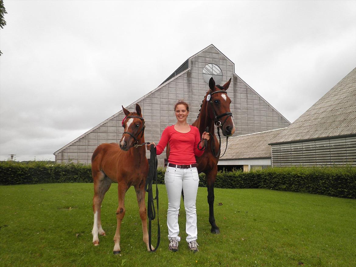 Dansk Varmblod Don-Vicardia billede 15