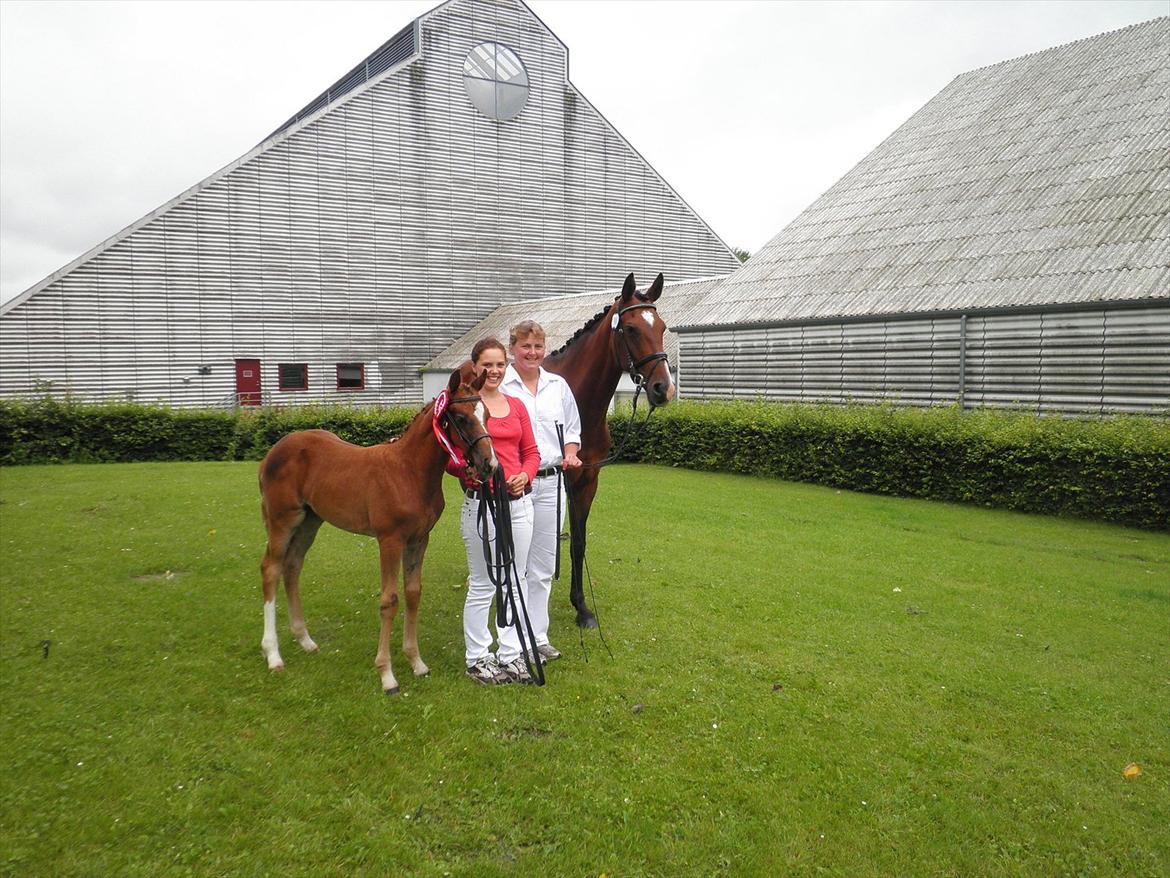 Dansk Varmblod Don-Vicardia billede 16