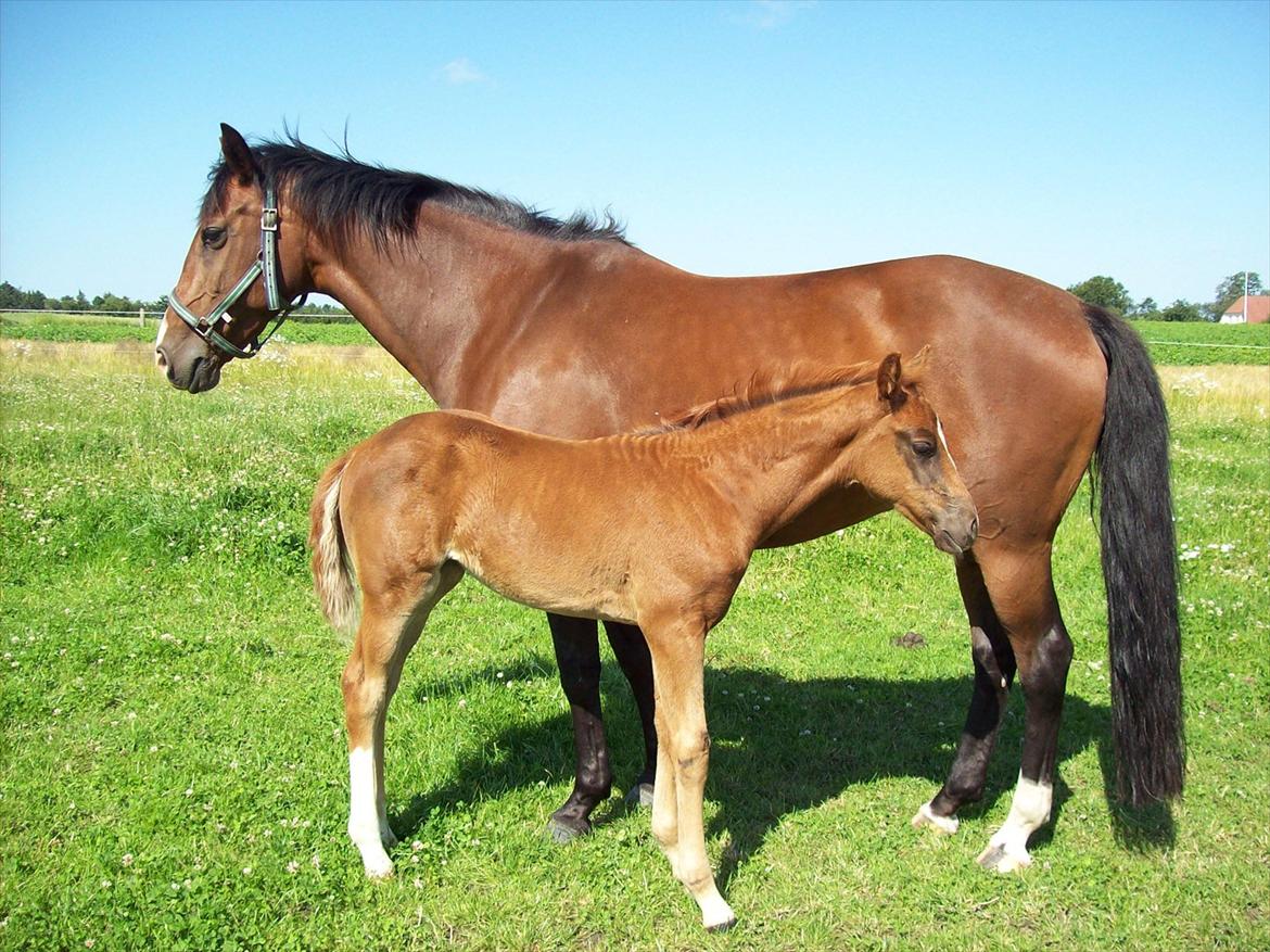 Dansk Varmblod Don-Vicardia billede 17