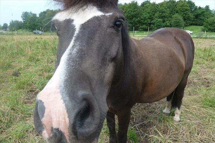Welsh Pony (sec B) Rocky <3 - Elsker dig! billede 11