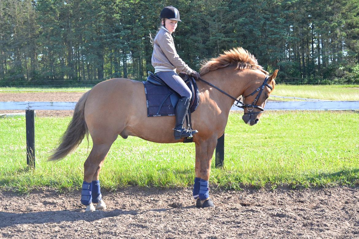 Anden særlig race Egeballes Rafael (Ralle) billede 18