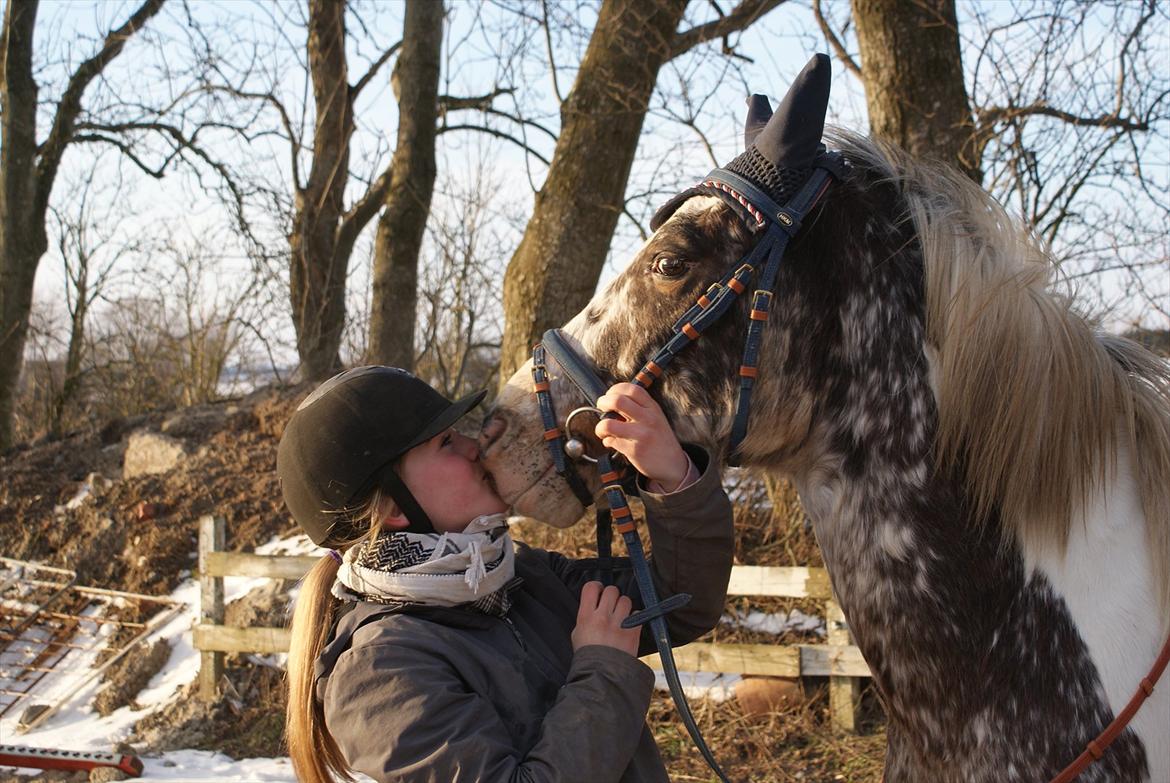Knabstrupper Indy   - Du er den mest fantastiske pony på denne jord. 

JEG SAVNER DIG. billede 18