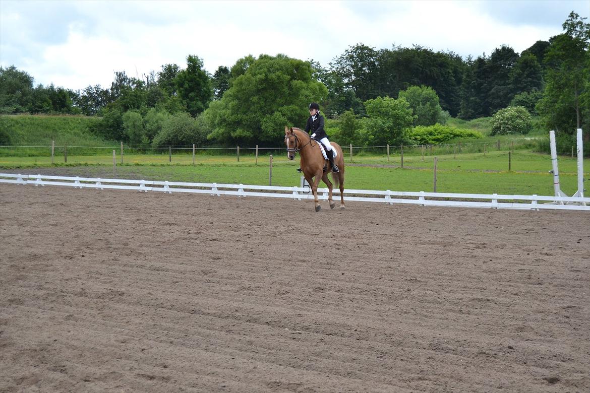 Anden særlig race Egeballes Rafael (Ralle) billede 19