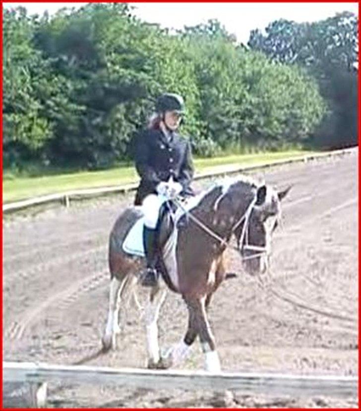 Knabstrupper Indy   billede 19