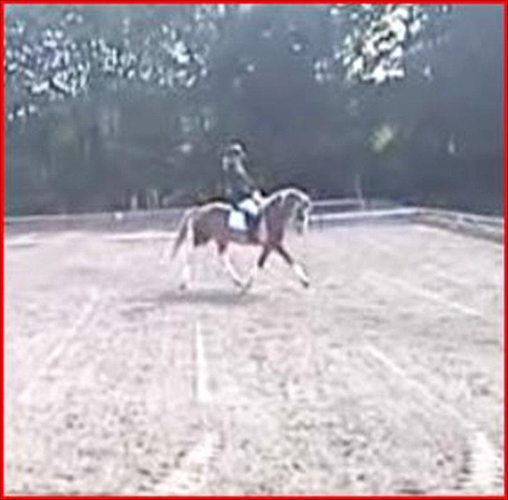 Knabstrupper Indy   - DU DEN BEDSTE. billede 20