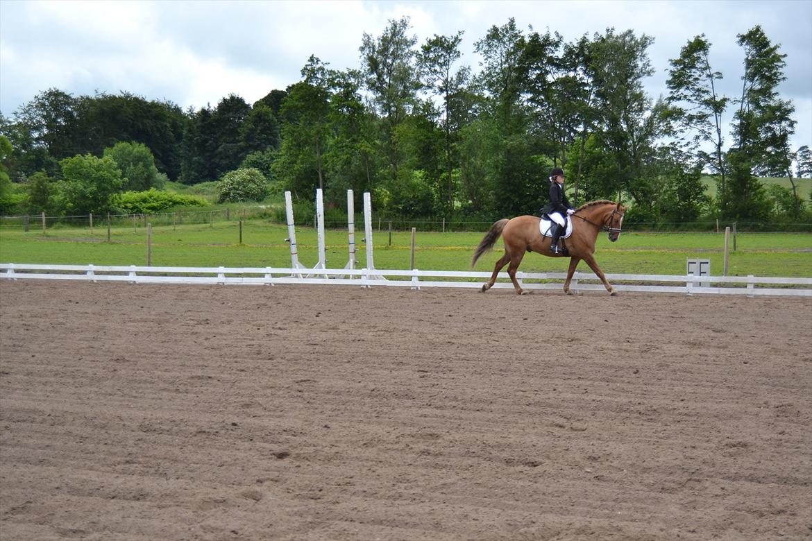 Anden særlig race Egeballes Rafael (Ralle) billede 20