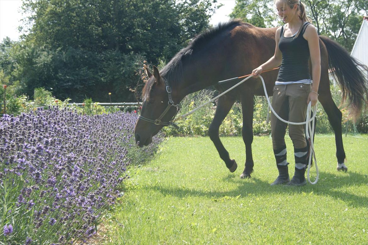 Anden særlig race Højlunds Ronaldo - Ronaldo og Nanna på tur i haven. Ronaldo dufter lige til blomsterne :) billede 4