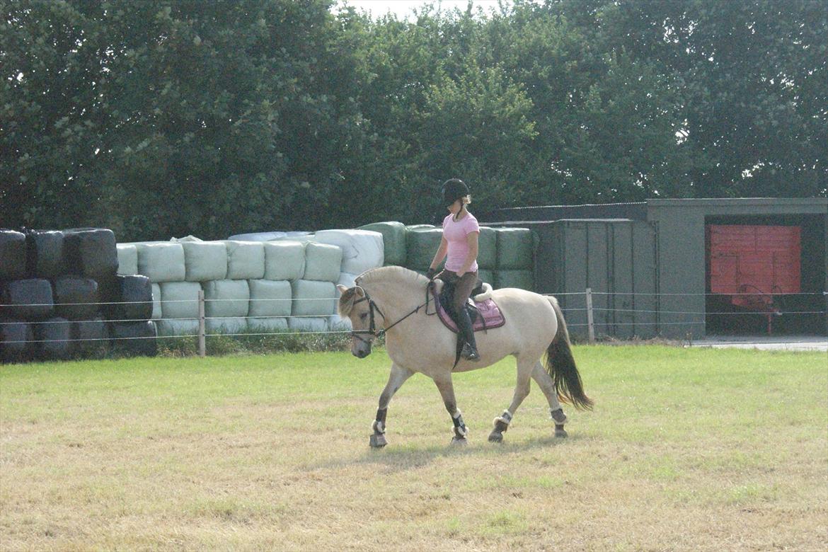 Fjordhest Højgaards Heisa (solgt) - Trav d. 31/7-11 på marken. 1. gang på marken, og 24. gan hun bliver redet billede 14
