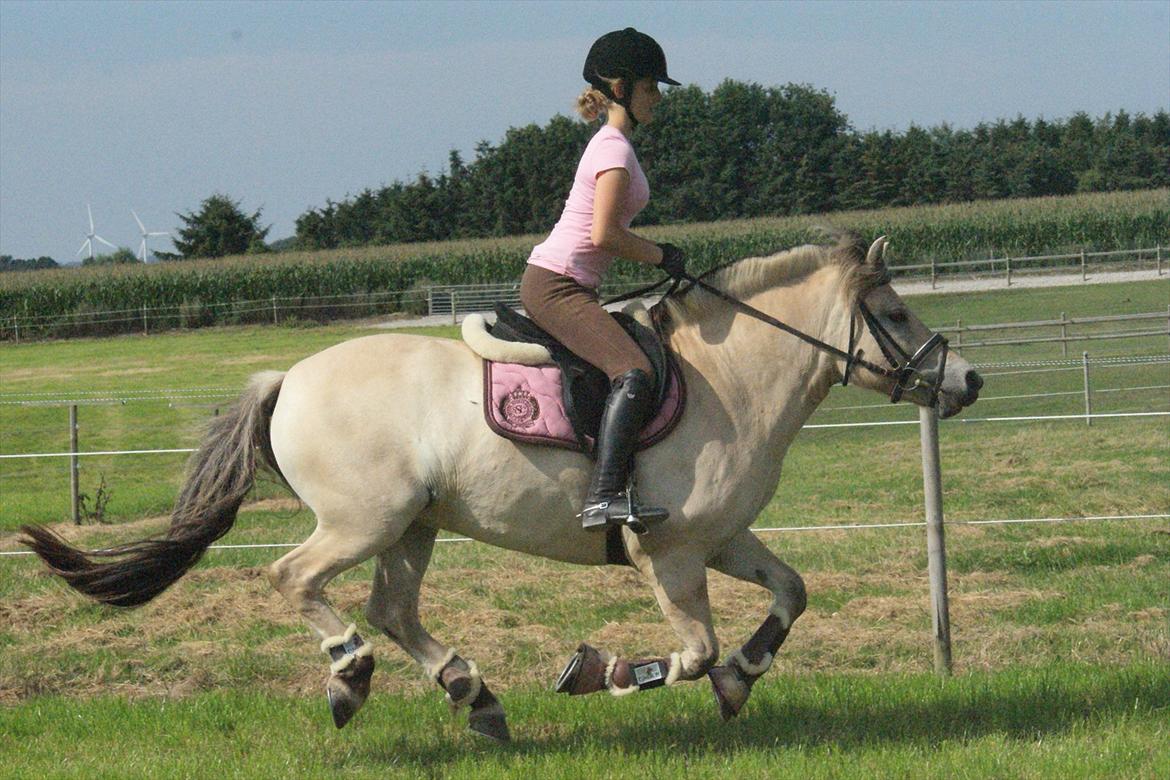 Fjordhest Højgaards Heisa (solgt) - Galop d. 31/7-11 på marken. 1. gang på marken, og 24. gan hun bliver redet billede 15