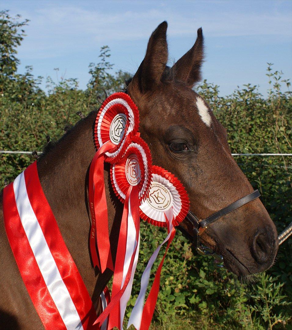 Knabstrupper Krogdalsgaards Keeper-komplet - Føl skue:
1.+Fløj -Bedste føl -Best in show!
<3 XD billede 15