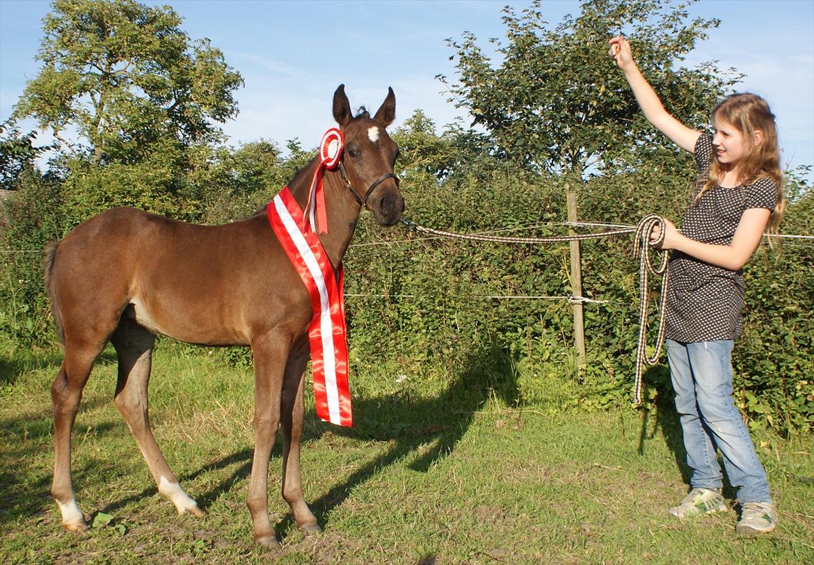 Knabstrupper Krogdalsgaards Keeper-komplet billede 16