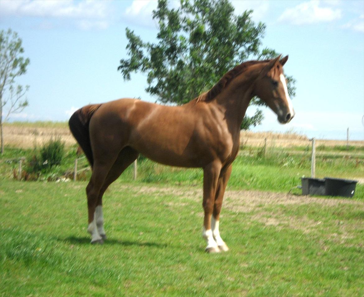 Dansk Varmblod Flike billede 1