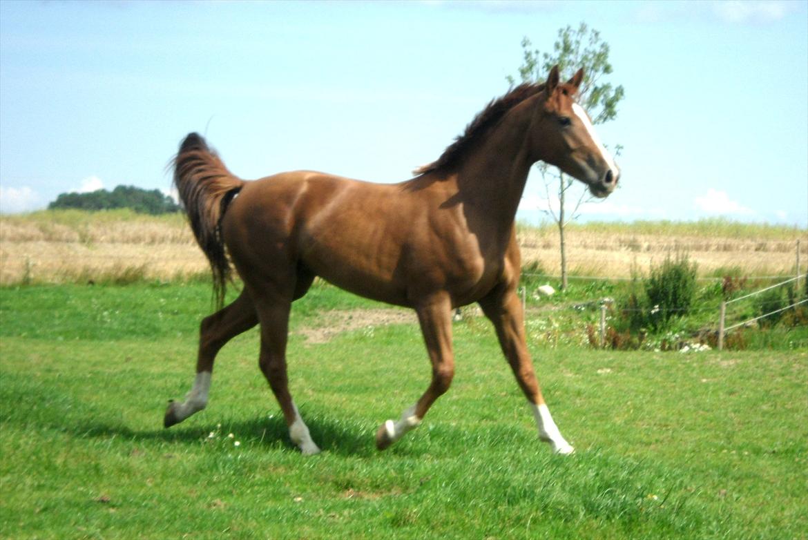 Dansk Varmblod Flike billede 2