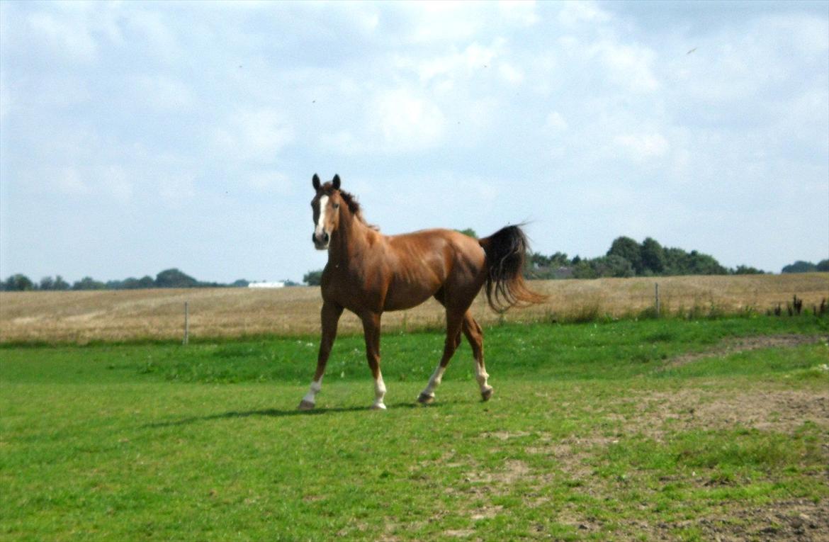 Dansk Varmblod Flike billede 3