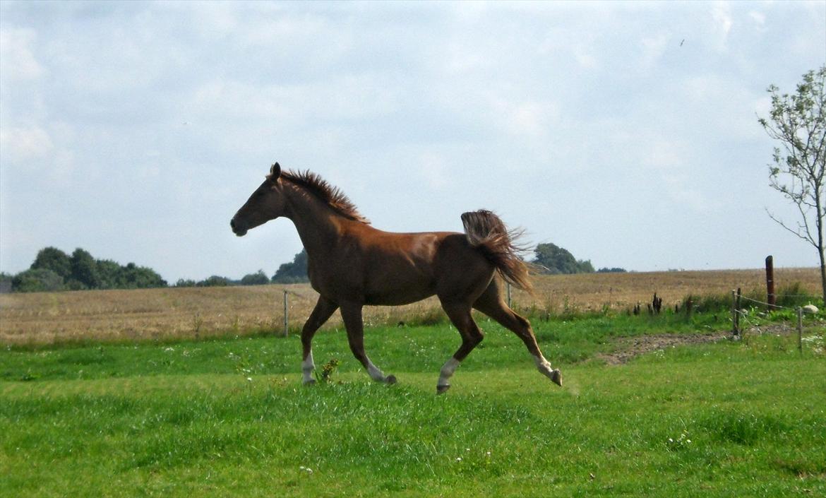 Dansk Varmblod Flike billede 4