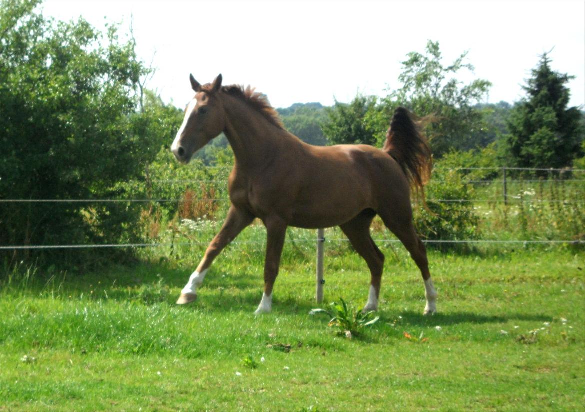 Dansk Varmblod Flike billede 5