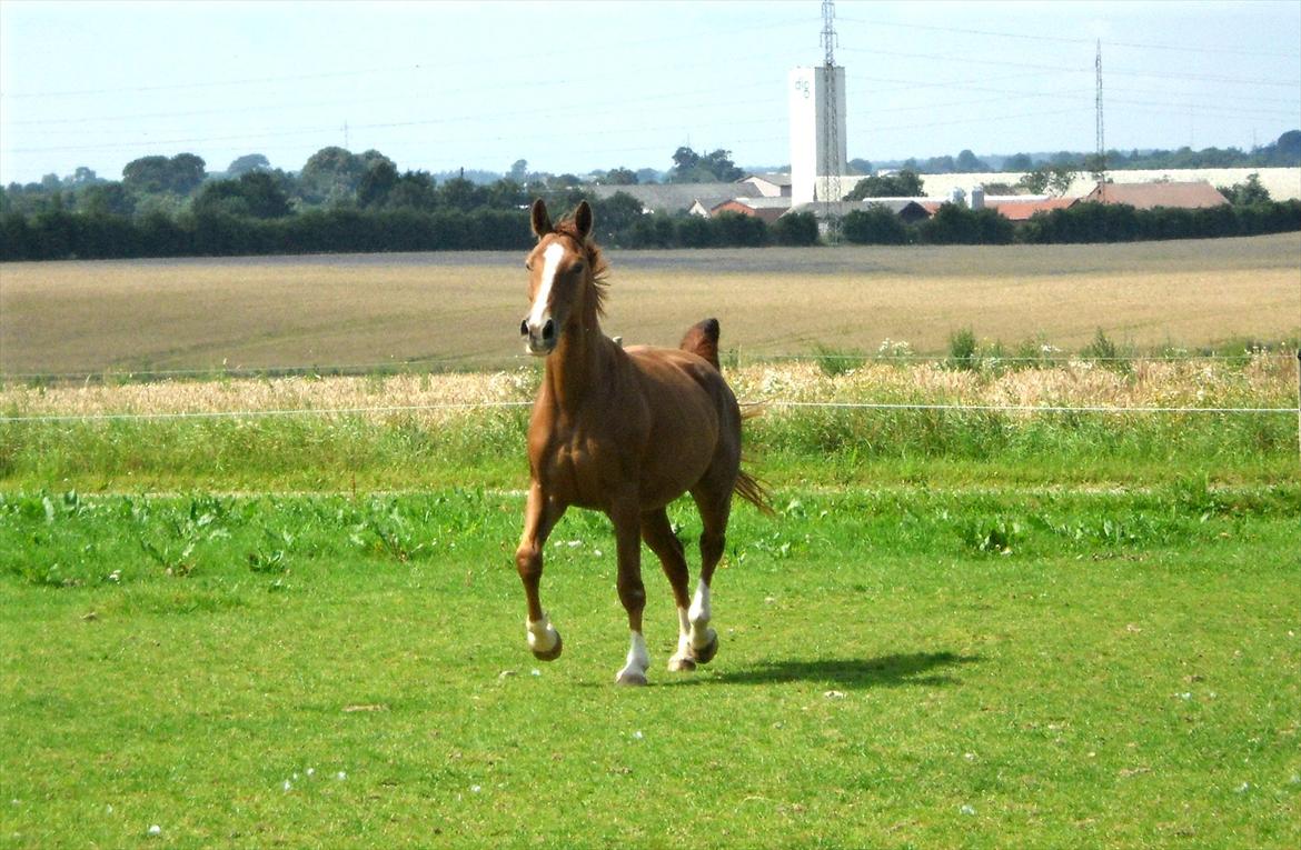 Dansk Varmblod Flike billede 6