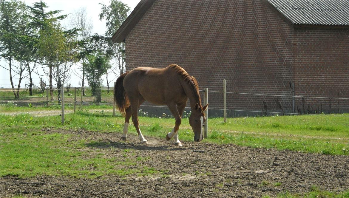 Dansk Varmblod Flike billede 7