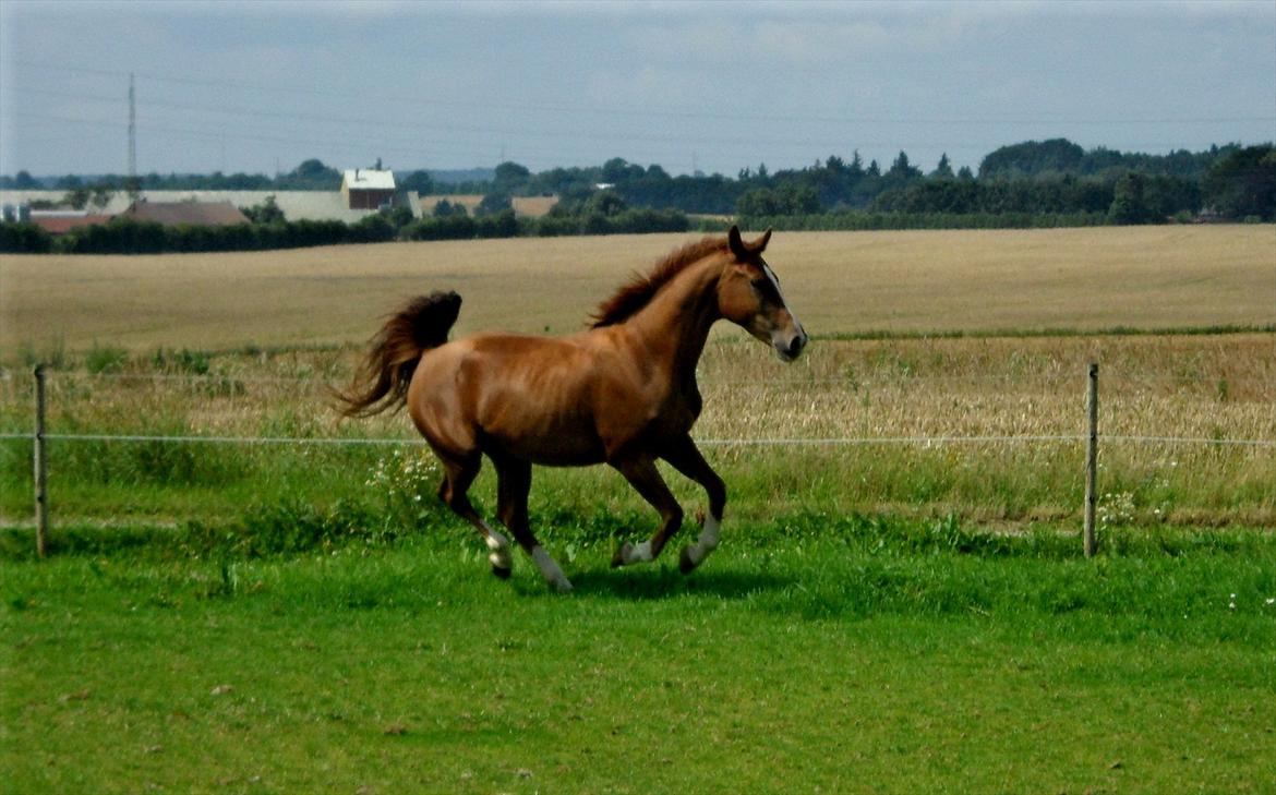 Dansk Varmblod Flike billede 8