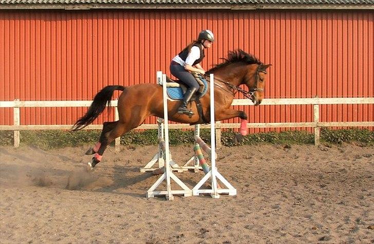 Dansk Varmblod Højvangs Bellisimo (Gismo R.I.P) - tine springer  billede 8