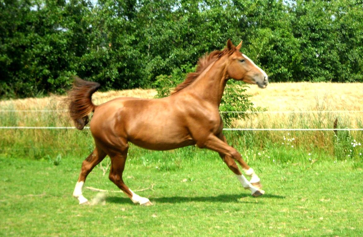 Dansk Varmblod Flike billede 9