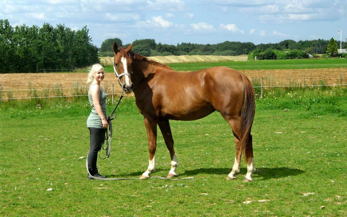 Dansk Varmblod Flike billede 11