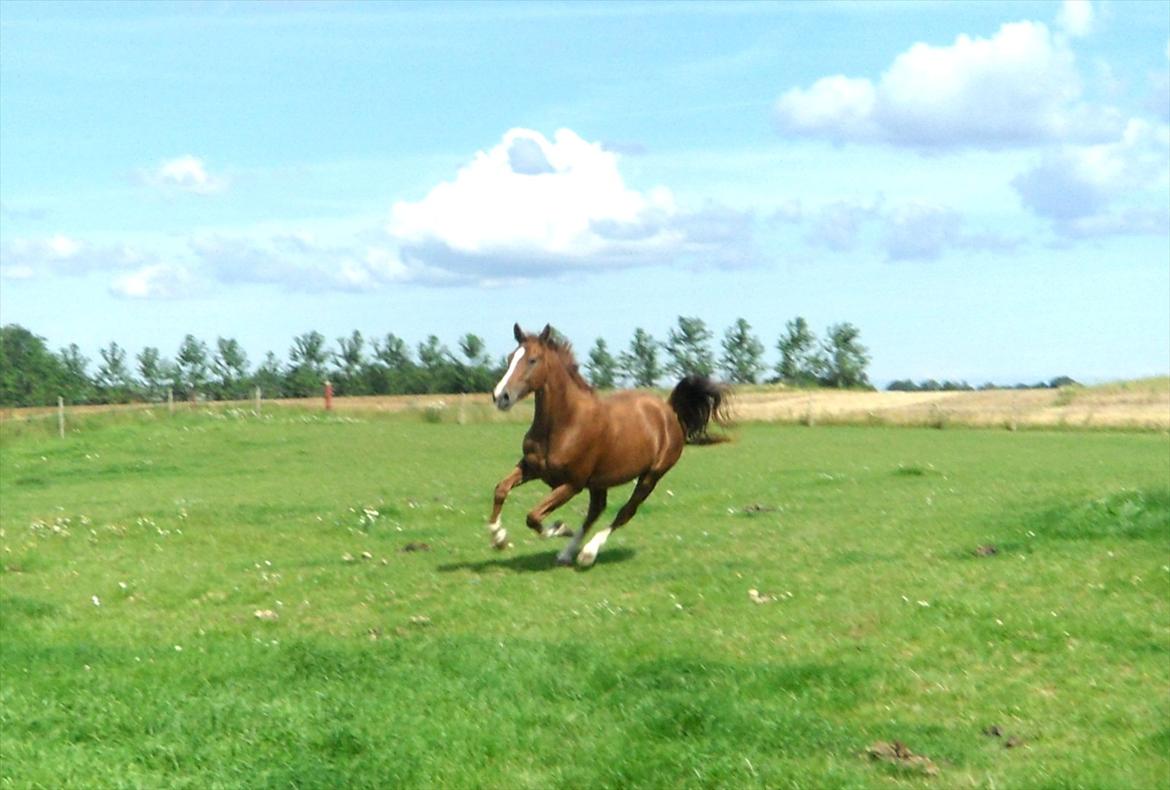 Dansk Varmblod Flike billede 12