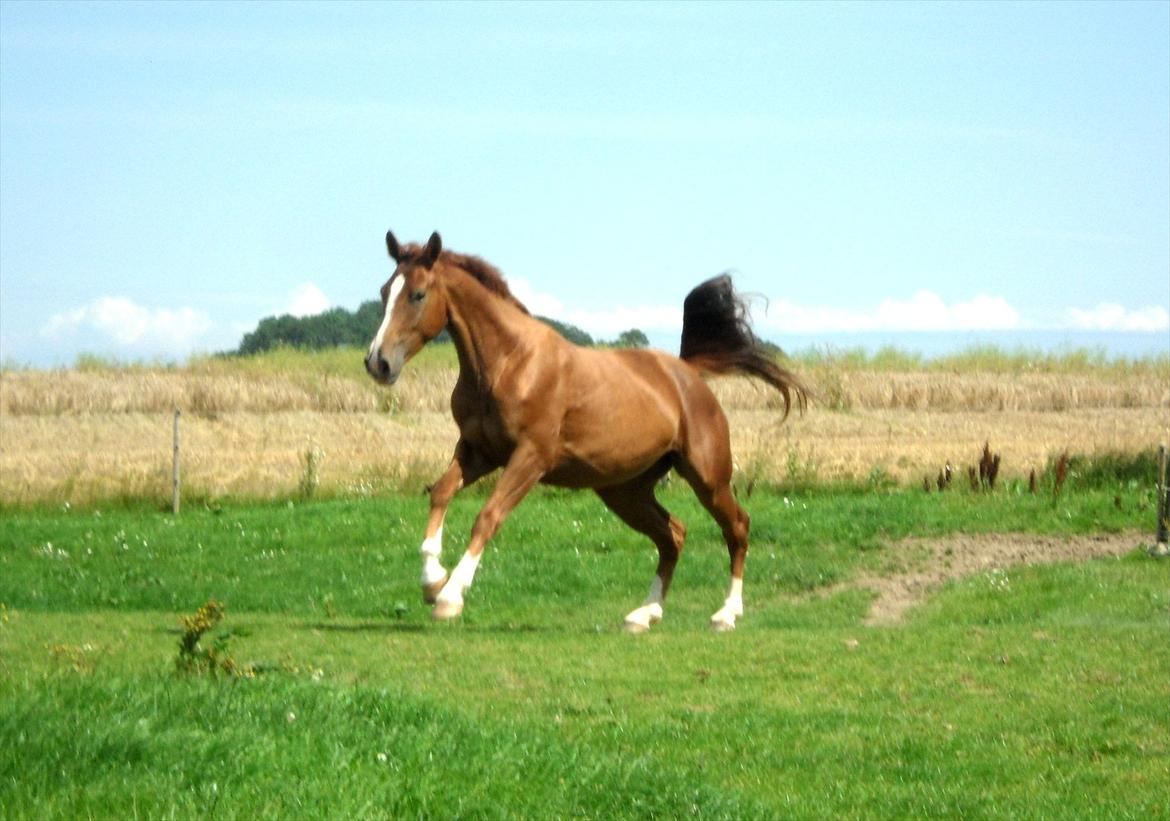 Dansk Varmblod Flike billede 13