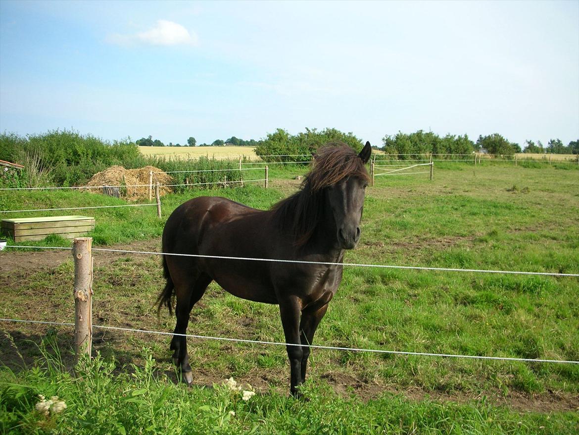 Anden særlig race frida billede 6