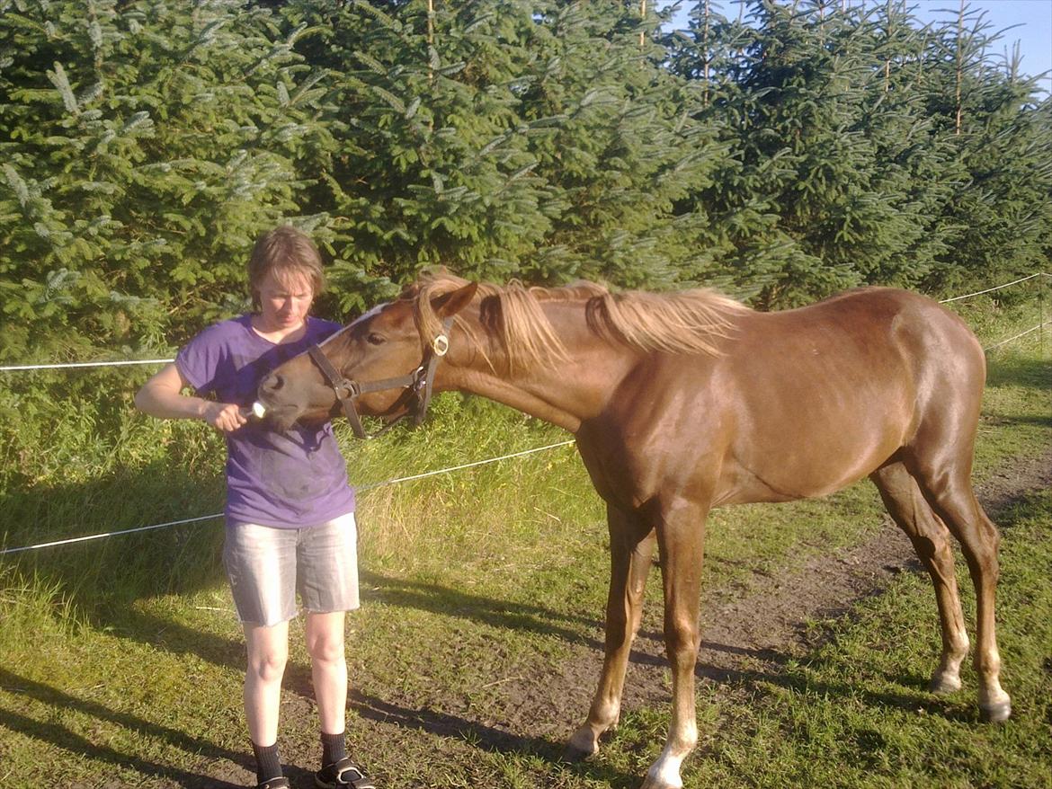 DSP Bentzens Baloo - Uhm slikkepind det er guf billede 15