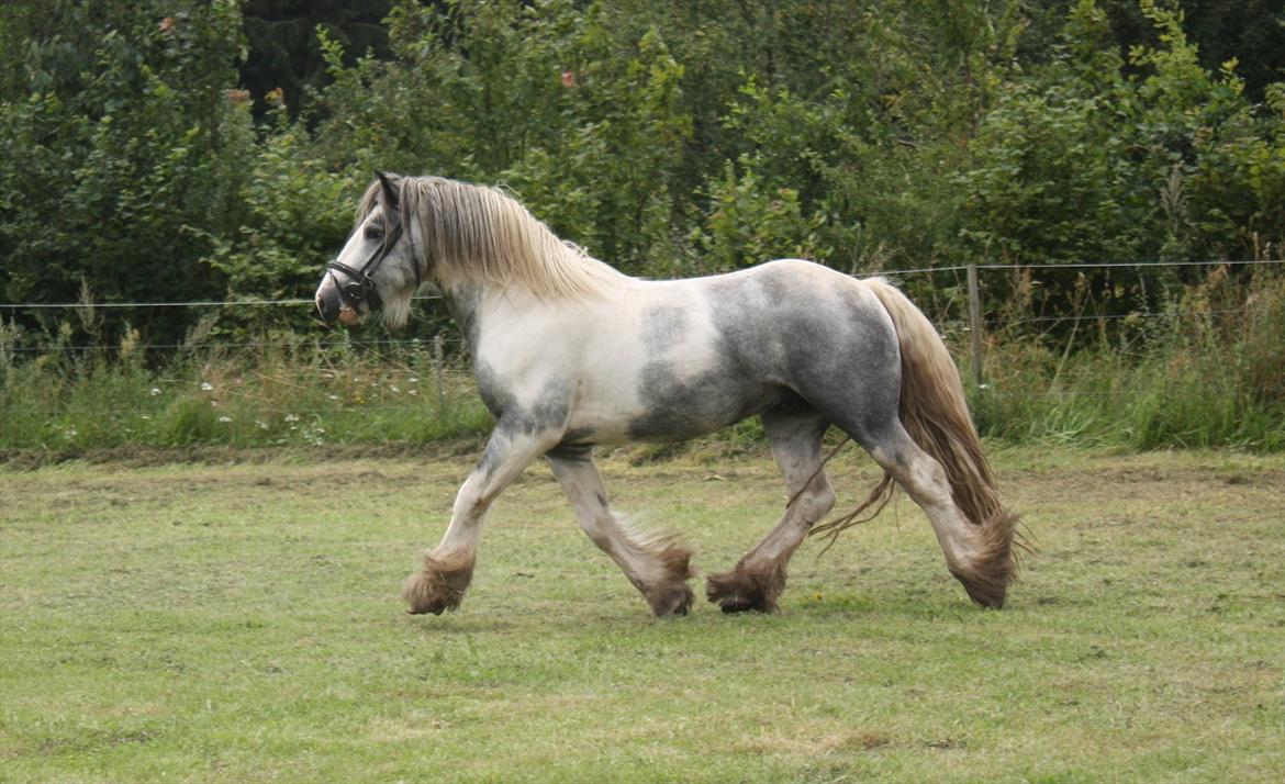 Irish Cob Banjas Otto -Hingst - Juli 2011 billede 7