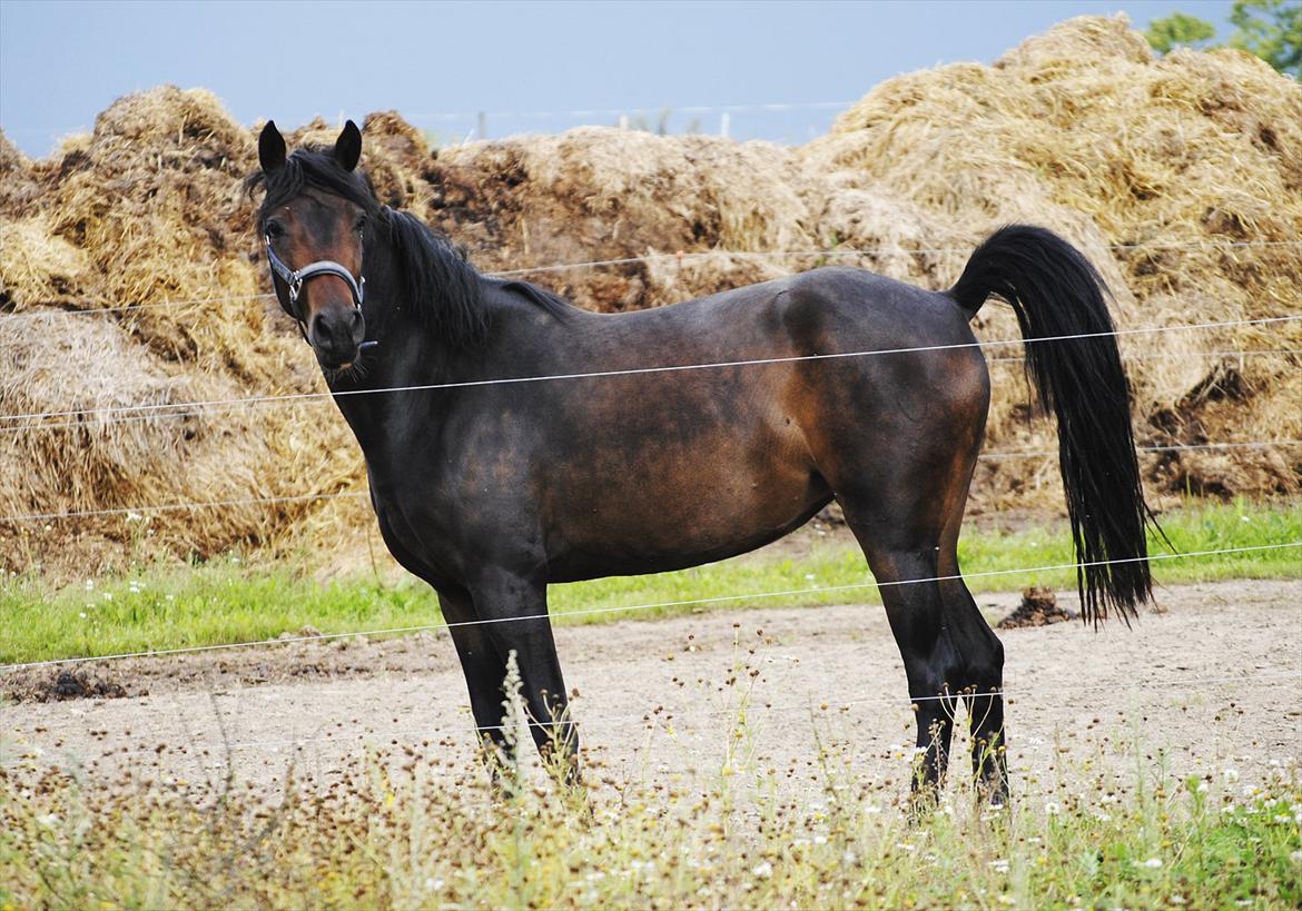 DSP | Vasehøjs Kasira | - [1] billede 5