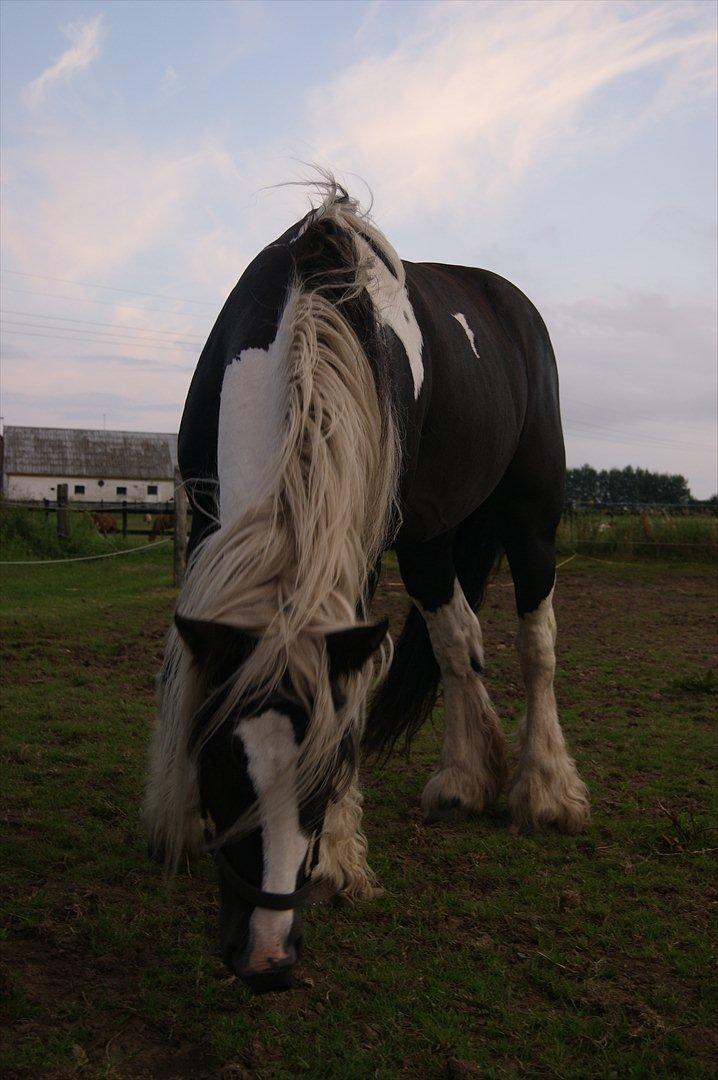 Irish Cob Sandra(R.I.P) billede 1
