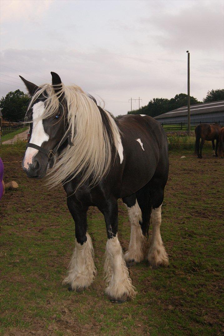 Irish Cob Sandra(R.I.P) billede 18