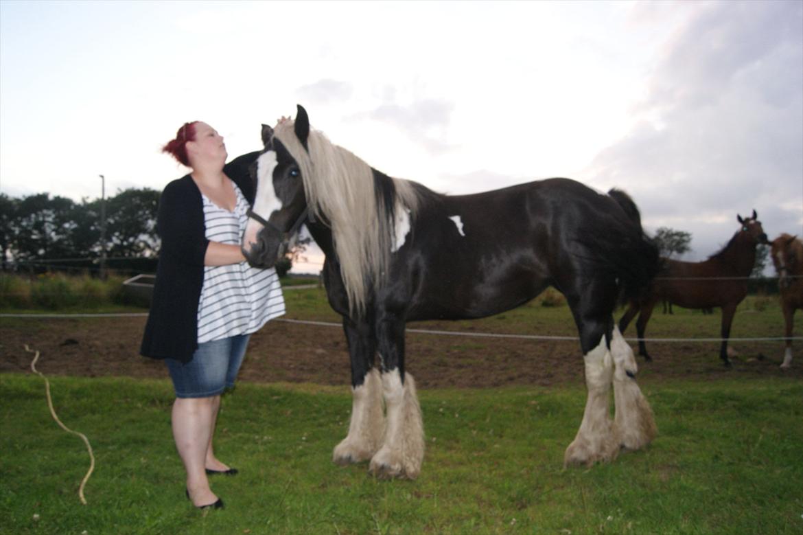 Irish Cob Sandra(R.I.P) billede 19