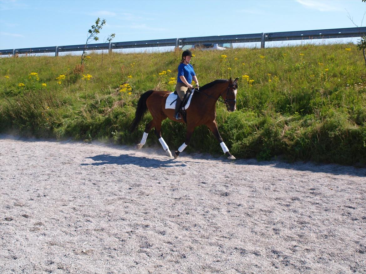 Holstener antaris *R.I.P* - og igen hun er jo helt flyvende billede 2