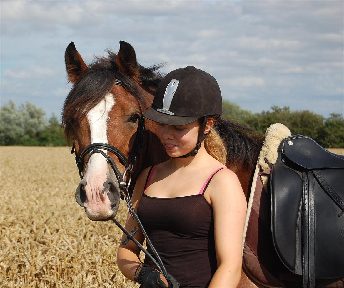 Welsh Cob (sec D) Fjordglimt Mr. Kennedy  billede 8