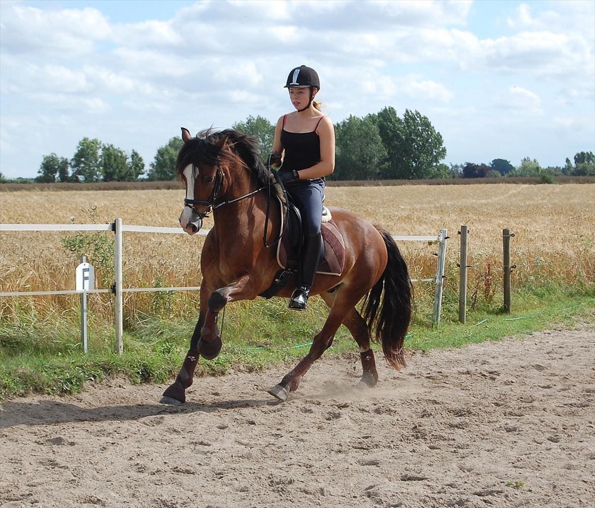 Welsh Cob (sec D) Fjordglimt Mr. Kennedy  - August 2010 billede 15